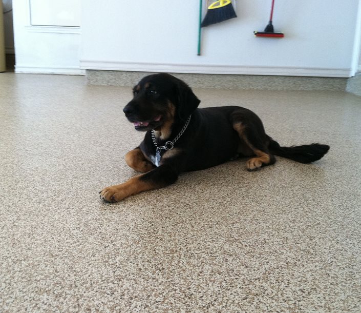 Epoxy 100 System (puppy On Garage Floor)
Test
Sundek
